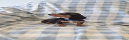 Dachshund dogs for sale: Dachshund puppies  - Advert 7