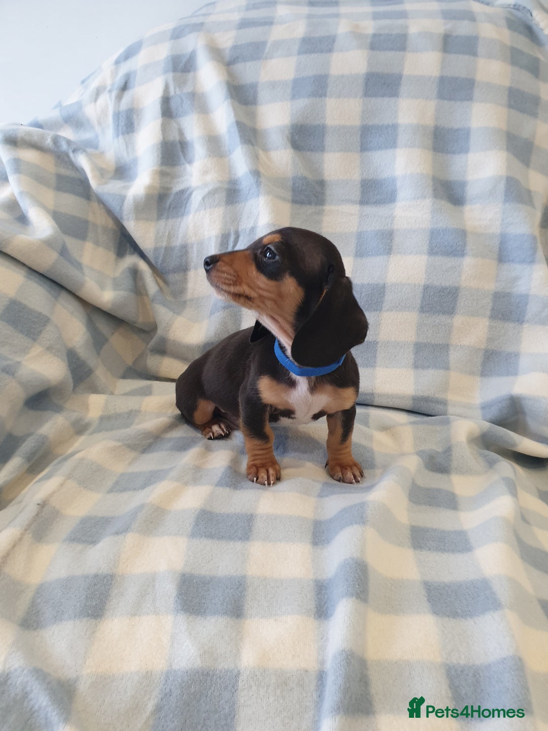 Dachshund dogs for sale: Dachshund puppies  - Advert 7