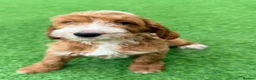 Cockapoo dogs for sale: F1 LAST BOY cockapoo READY TO LEAVE  - Advert 6