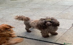 Cavapoo dogs for sale: 🐩 Stunning Chocolate KC Poodle – Lorde– 🐩 - Image 20