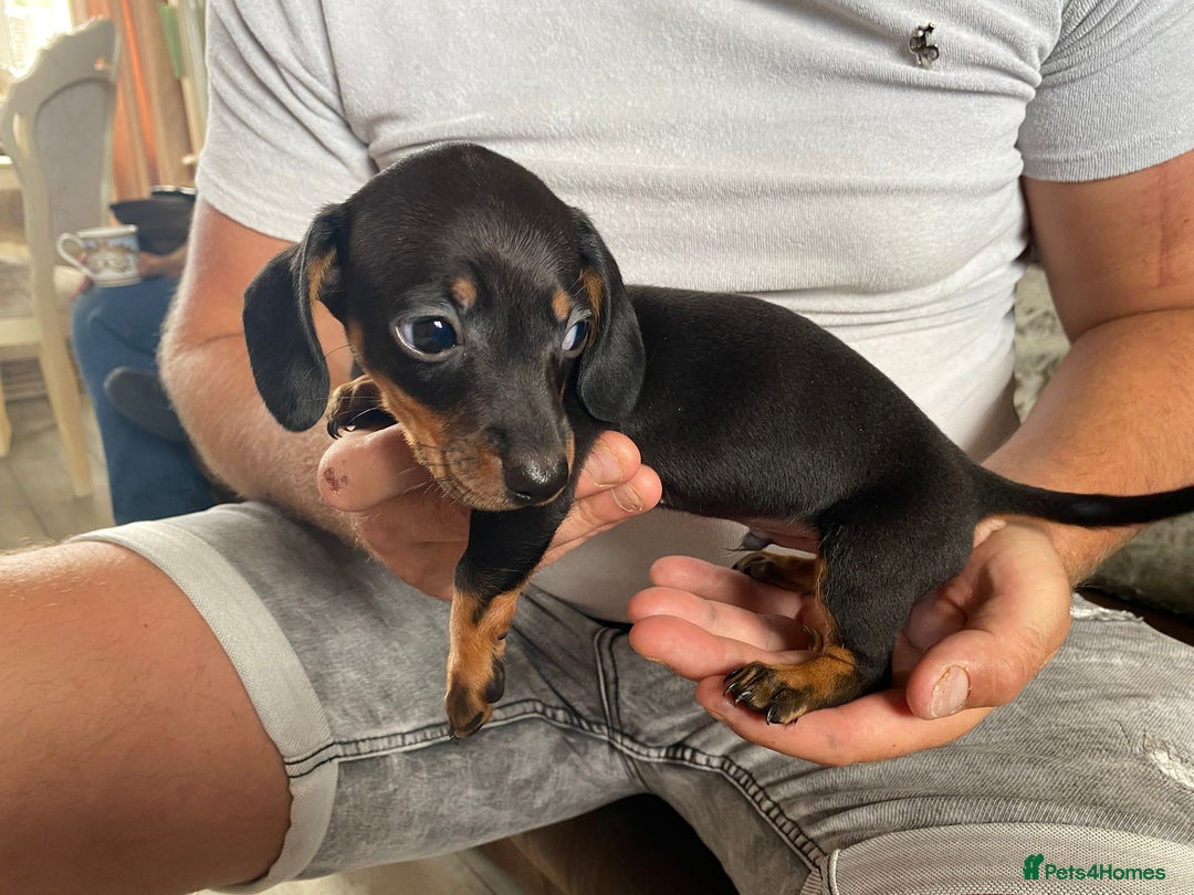 Miniature Dachshund dogs for sale: miniature dachshund  - Image 4