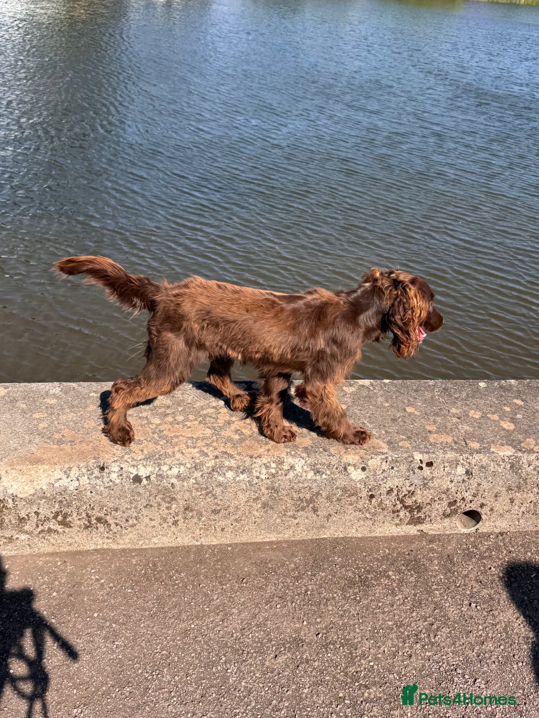 Sprocker dogs for sale: Sprocker Spaniel 17 months old  - Image 6
