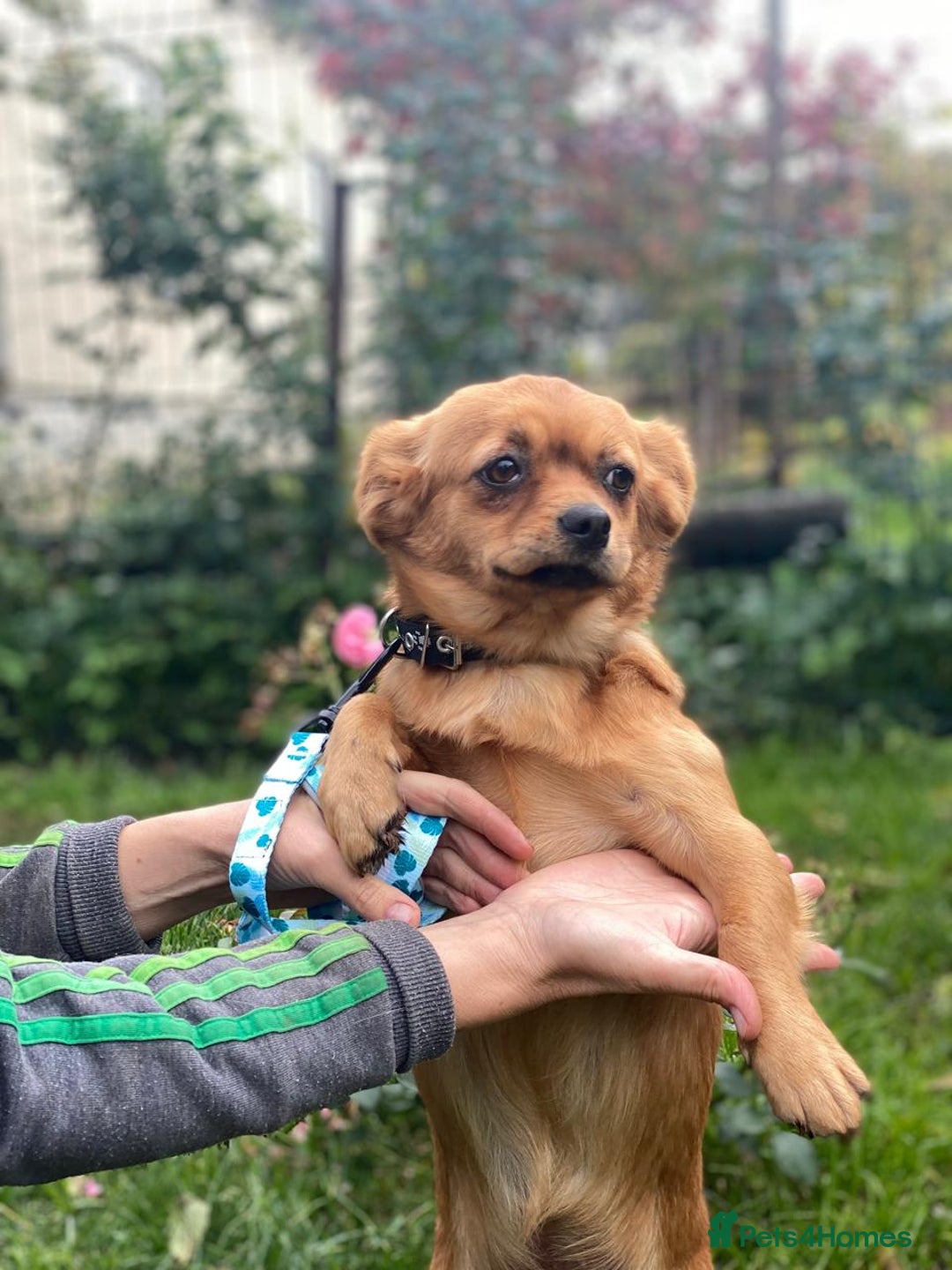 Mixed Breed dogs for adoption: 🐶💖 LIYA 💖🐶 - Image 7