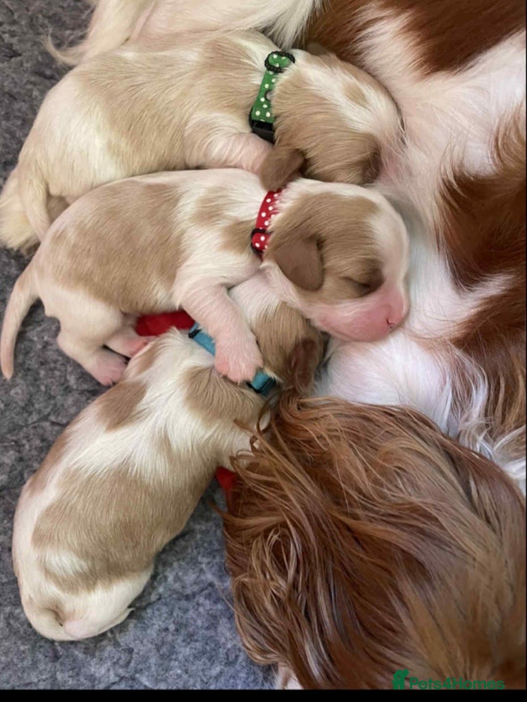Cavapoo dogs for sale: Cavapoo puppies ready now  - Image 3