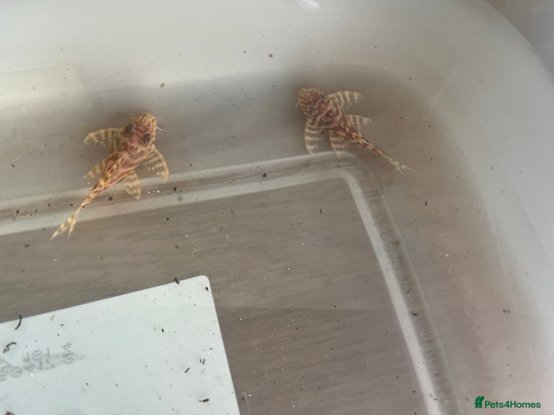 Plecos fish for sale: L333 albino Plecs. £40 - Image 5