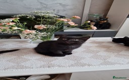 Mixed Breed cats for sale: Adorable kittens - Image 5