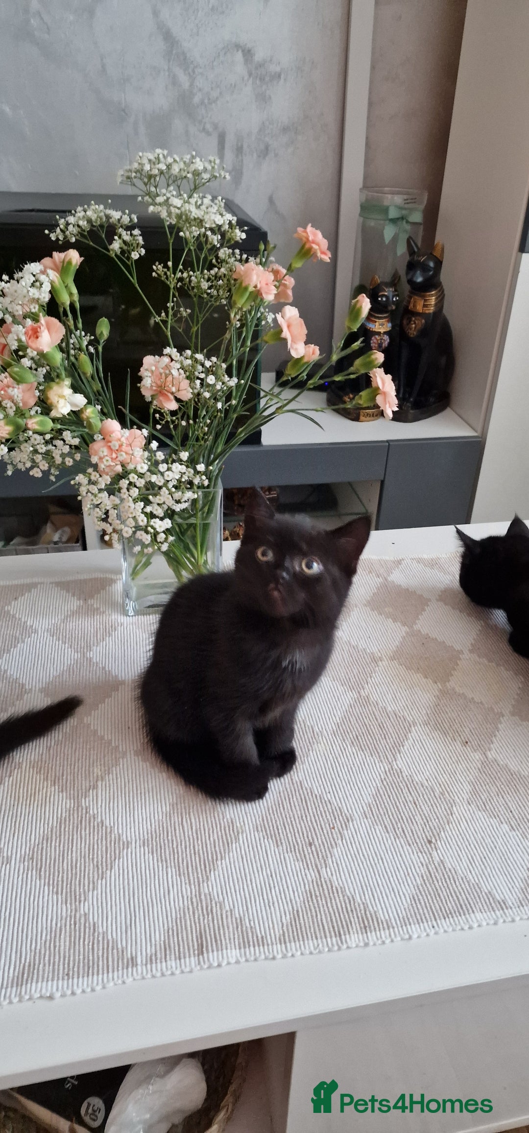 Mixed Breed cats for sale: Adorable kittens - Image 5