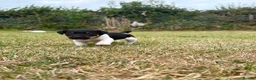 Jack Russell dogs for sale: Jack Russell Pups. - Advert 6