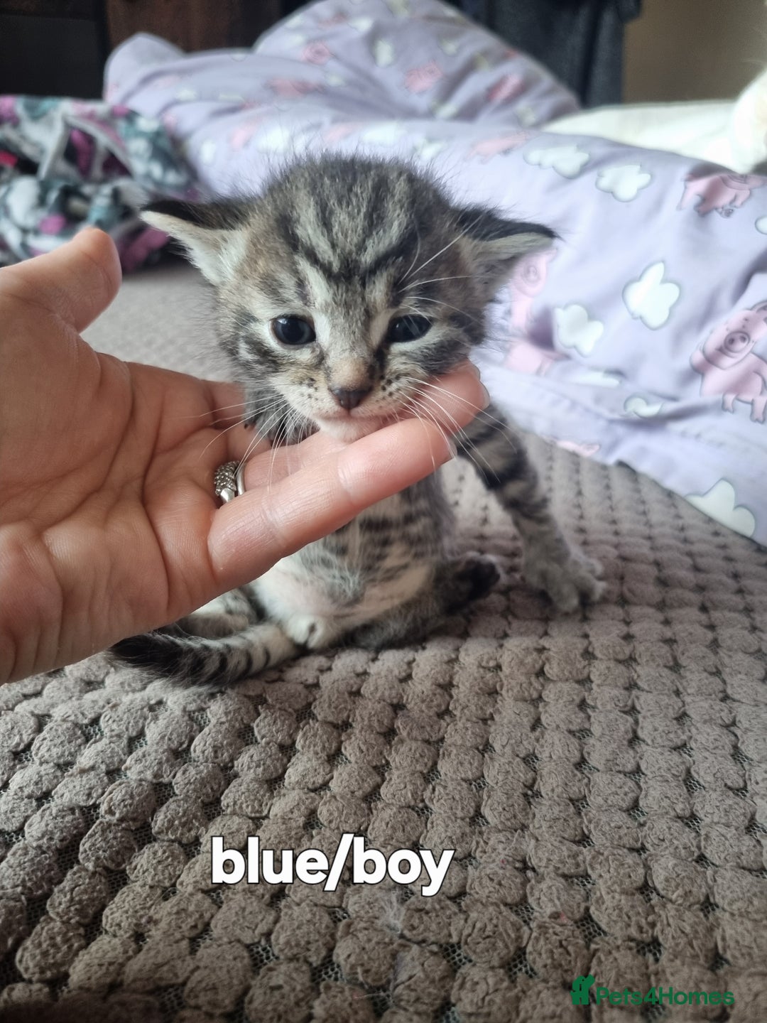 Mixed Breed cats for sale: Adorable Ragdoll-Mix Kittens Ready Soon! - Advert 4