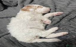 Australian Labradoodle dogs for sale: Australian Labradoodle Puppies – Ready Now🐶 - Image 19