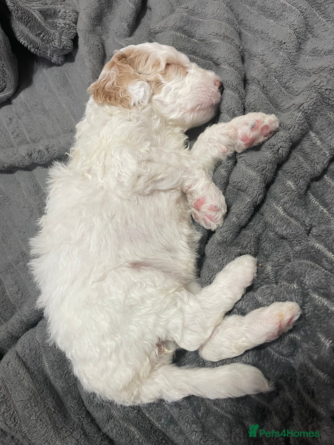 Australian Labradoodle dogs for sale: Australian Labradoodle Puppies – Ready Now🐶 - Image 19