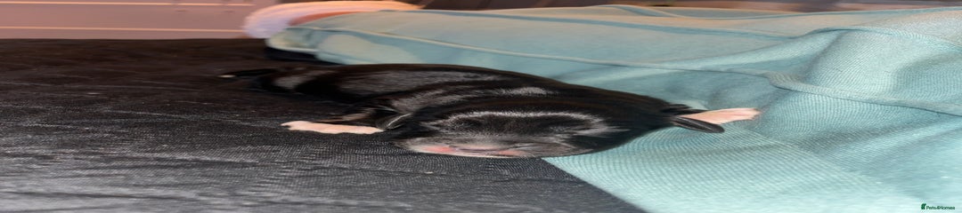Cockalier Puppy 4