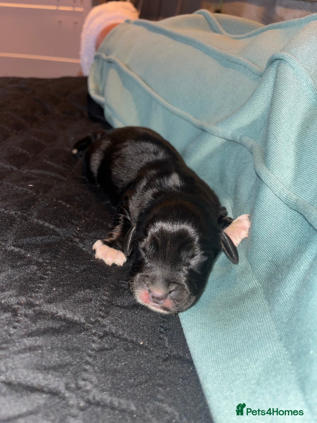 Cockalier dogs for sale: ‼️‼️Best ** grift ever‼️‼️ - Image 11