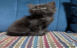 Ragdoll cats for sale: Ragdoll X ready to go! - Image 1