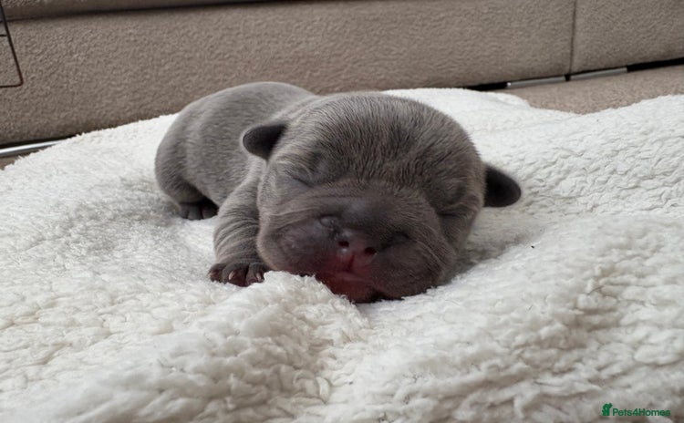 French Bulldog dogs - Advert 4