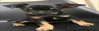 Mixed Breed 1