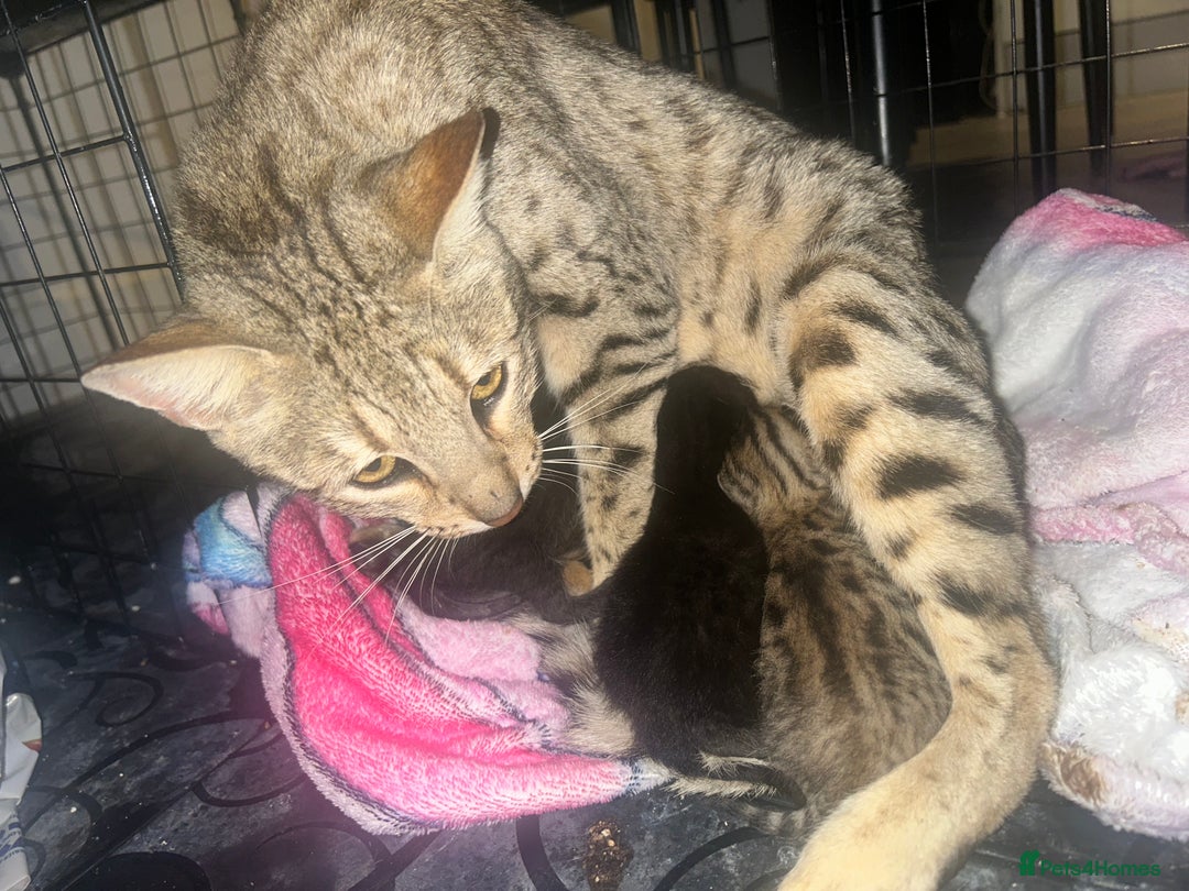 Savannah cats for sale: 5 f3 savannah  - Advert 10