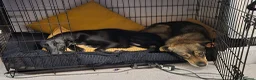 Mixed Breed dogs for sale: Gorgeous Willow needs new home - Advert 4