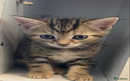 British Shorthair cats for sale: 4 beautiful kittens - Image 3