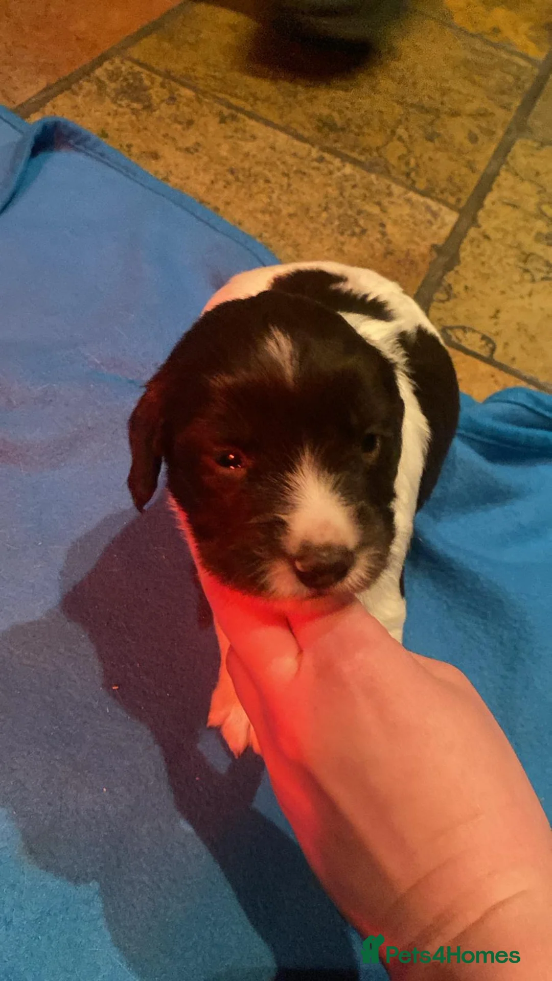English Springer Spaniel dogs for sale: English Springer Spaniel Pups  in Newry - Advert 8