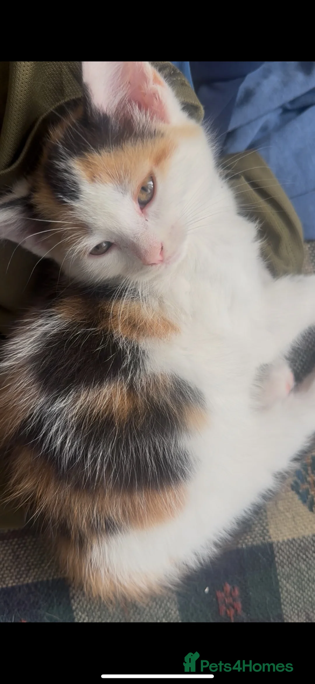 Mixed Breed cats for sale: CALICO X RAGDOLL MIXED KITTENS - Advert 2