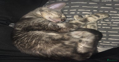 Bengal cats - Advert 5