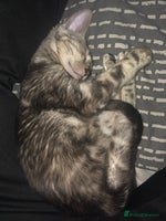 Bengal cats - Advert 6