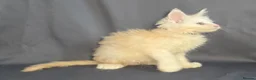 Maine Coon cats for sale: Ready now Maine Coon x2 boys - Advert 20