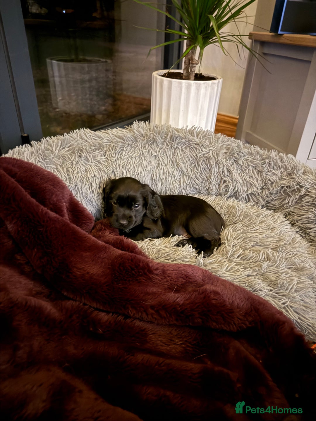 Cocker Spaniel dogs for sale: Kc reg, working bred cocker spaniels - Image 10