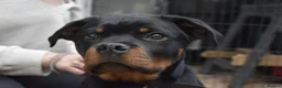Rottweiler dogs for sale: Champion-Bred Rottweiler Puppies for Loving Homes - Advert 2