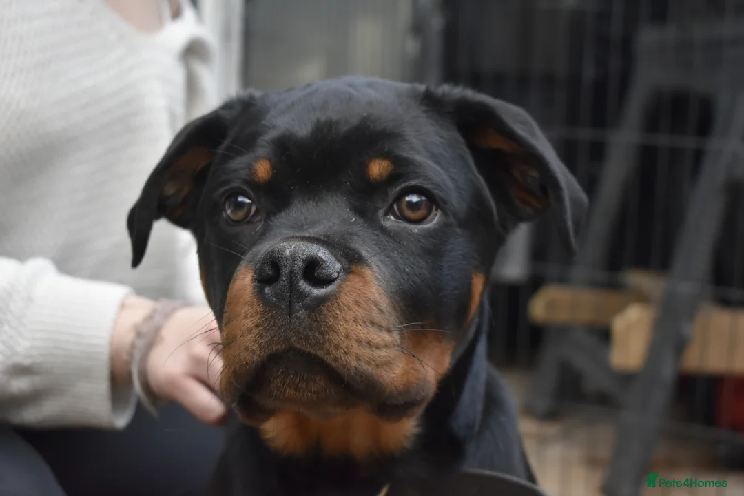 Rottweiler dogs for sale: Champion-Bred Rottweiler Puppies for Loving Homes - Advert 2