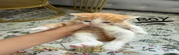 Mixed Breed cats for sale: Kitten ready to leave  - Advert 7