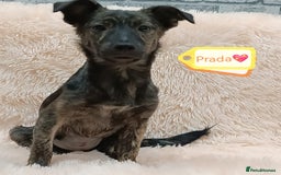 Mixed Breed dogs for adoption: 💖🐶 PRADA 🐶💖 - Image 2