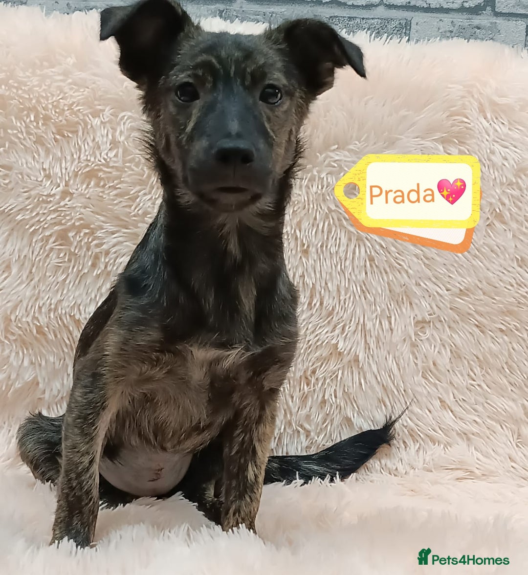 Mixed Breed dogs for adoption: 💖🐶 PRADA 🐶💖 - Image 2