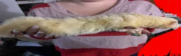 Ferret rodents for sale: 2 intact male ferrets for rehoming  in Andover - Advert 3