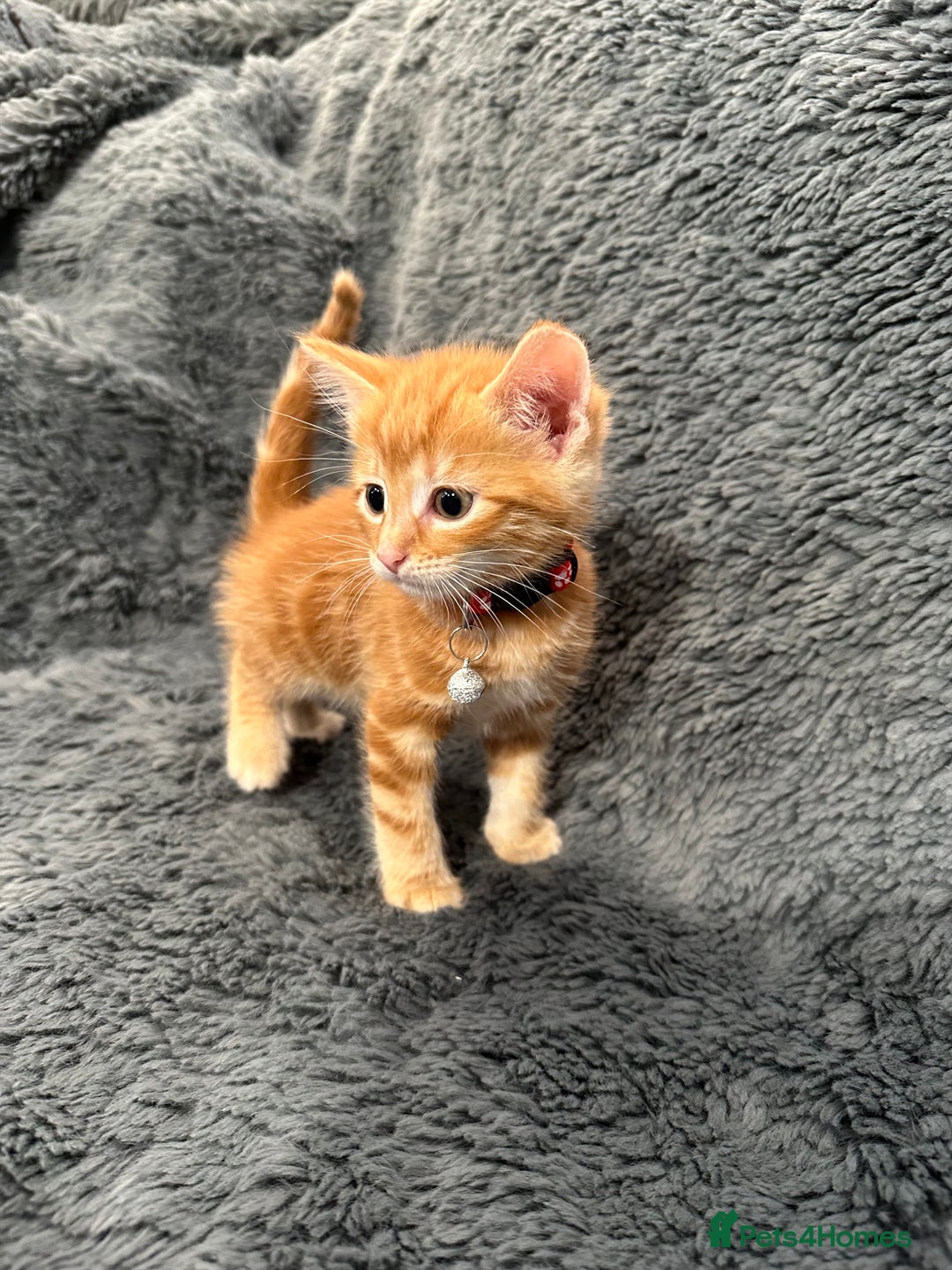 Mixed Breed cats for sale: 7 friendly kittens looking for forever homes - Image 12