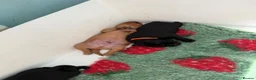 Labrador Retriever dogs for sale: Fully health tested labrador puppies  - Advert 6