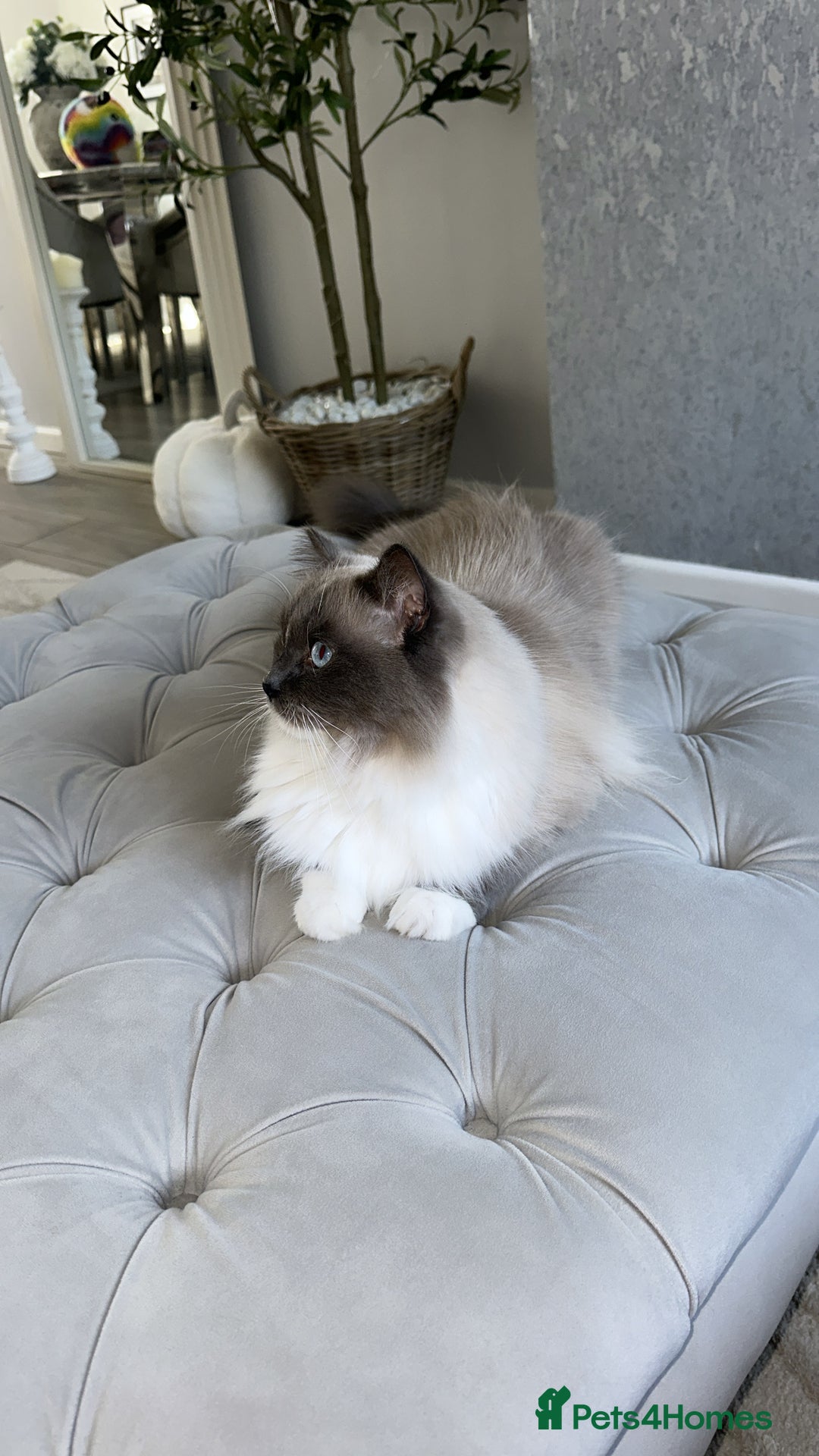Ragdoll cats for sale: Beautiful fluffy male ragdoll cat  - Advert 4