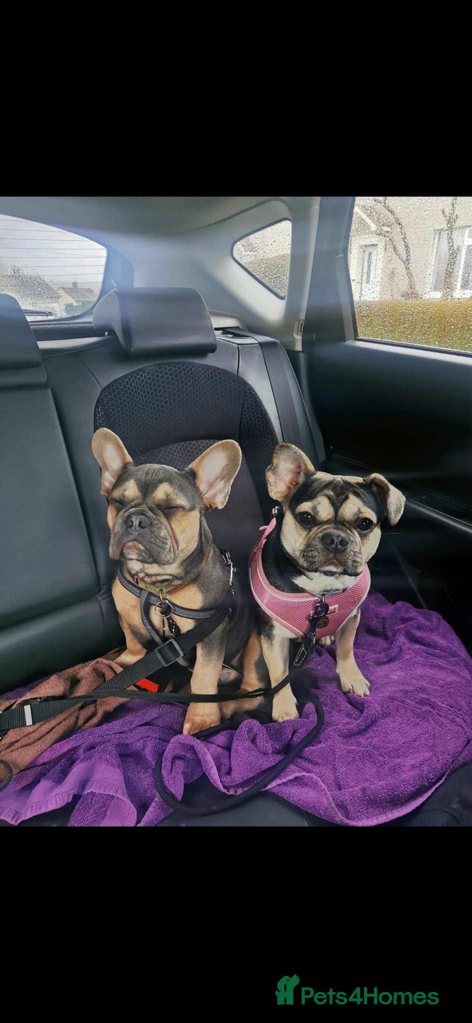 Frug dogs Lilac and tan French bull dog - Advert 17