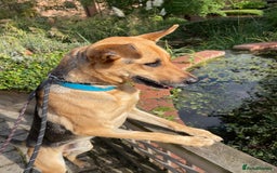 Mixed Breed dogs for adoption: Stunning Alfonz ready for love - Image 21