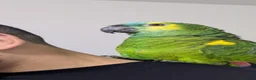 Budgerigars birds for sale: Exceptional Talking Green Parrot 100 Word  Friendl - Advert 2