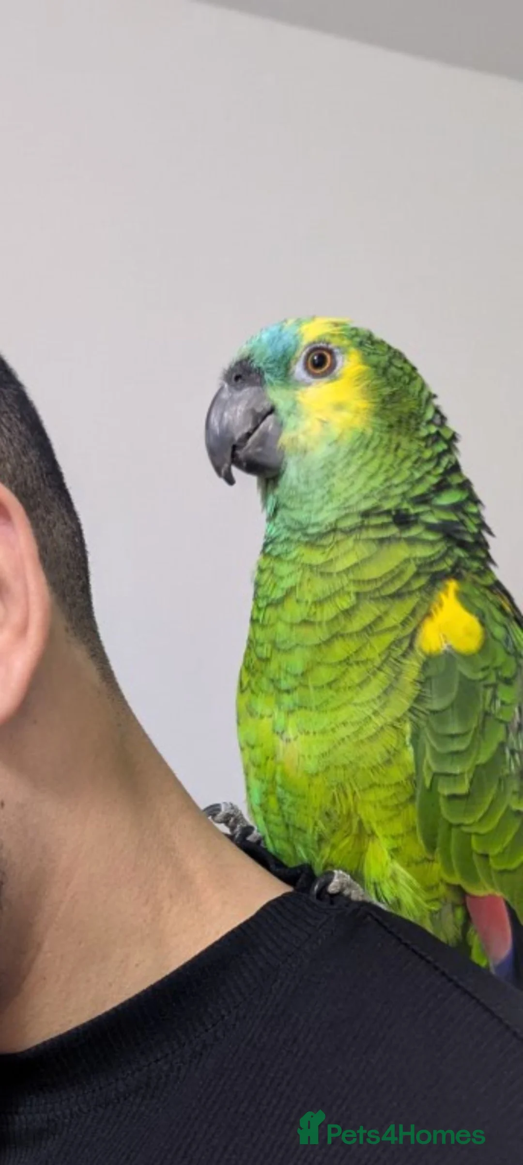 Budgerigars birds for sale: Exceptional Talking Green Parrot 100 Word  Friendl - Advert 2
