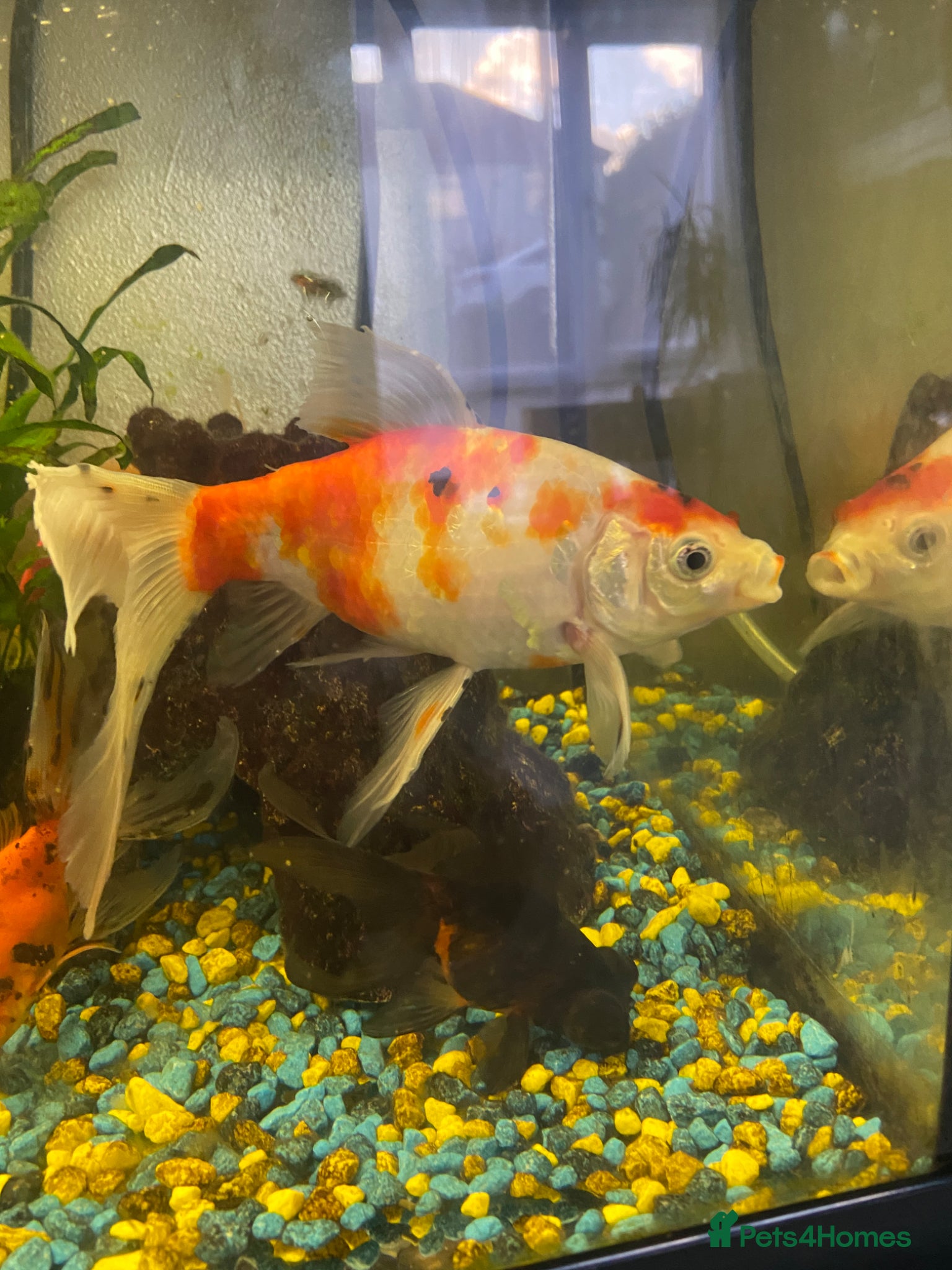 Goldfish fish for sale: 🐟 Beautiful Goldfish for Sale 🐟 in Mansfield - Advert 1