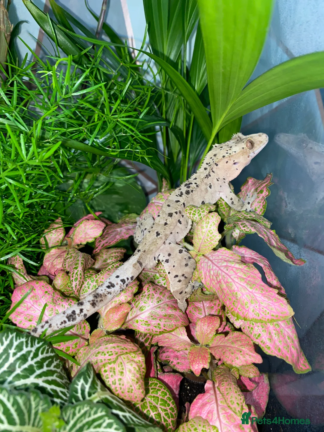 Gecko reptiles for sale: CB22 Male super Dalmatian crested gecko  - Advert 1