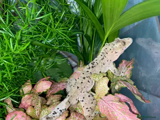 Gecko reptiles CB22 Male super Dalmatian crested gecko - Advert 1