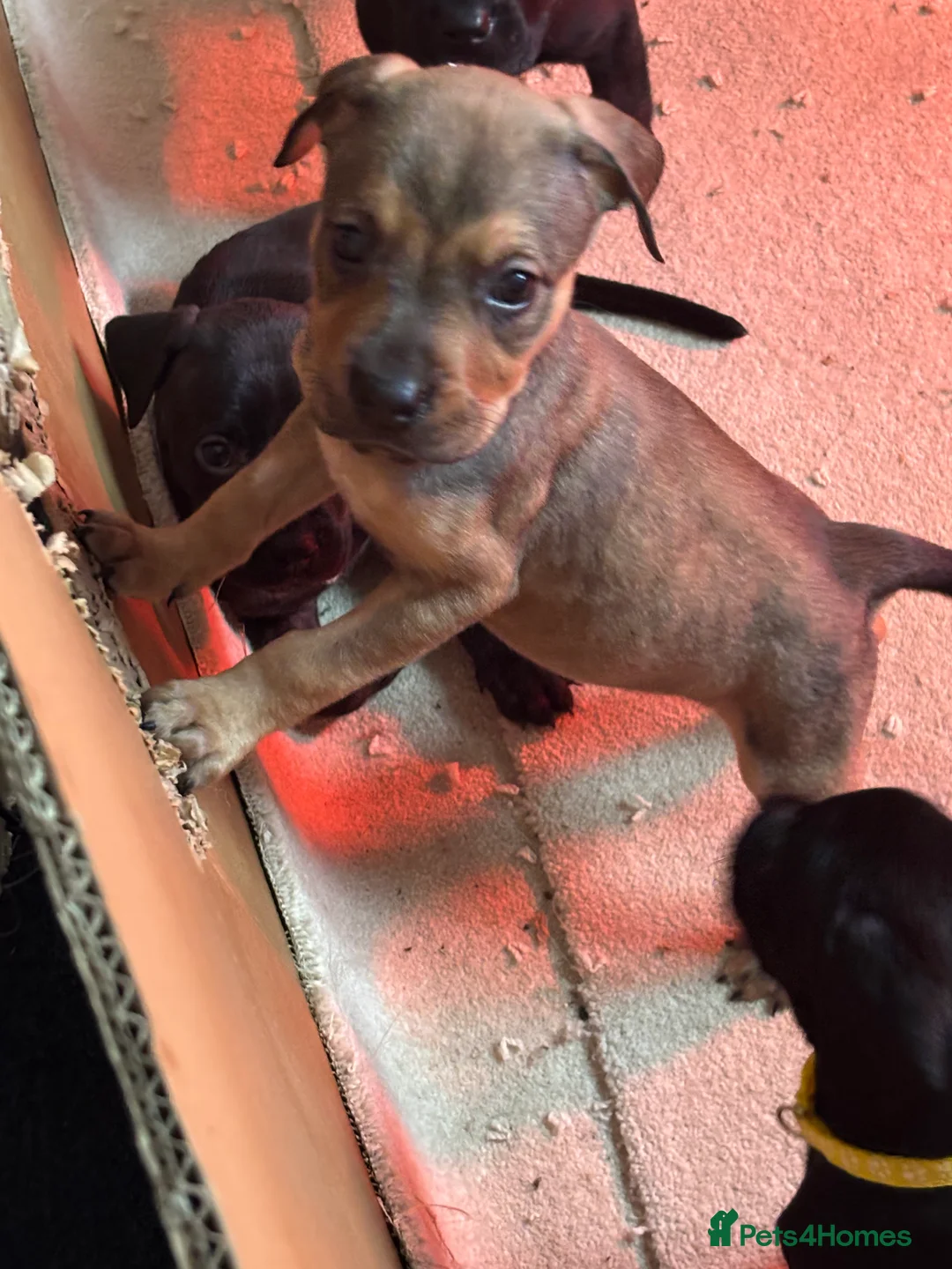 Mixed Breed dogs for sale: Beautiful Presa cross staff pups  - Advert 14