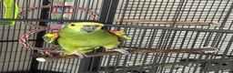 Parrots birds for sale: Blue Fronted Amazon in Colchester - Advert 2