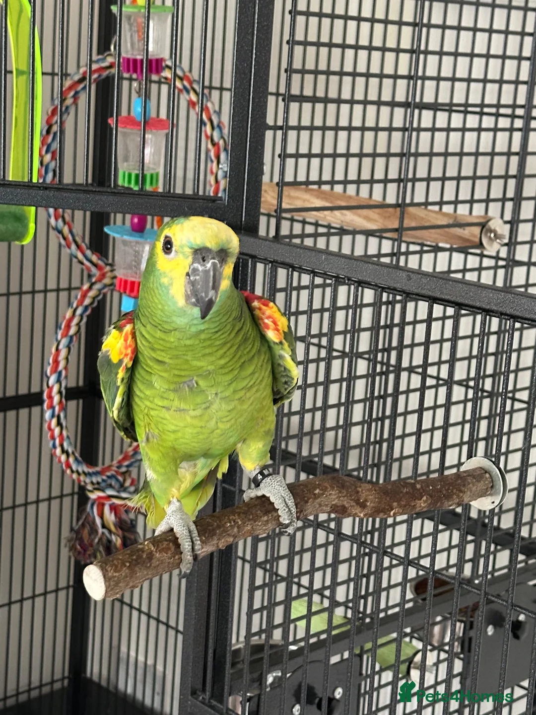 Parrots birds for sale: Blue Fronted Amazon in Colchester - Advert 2
