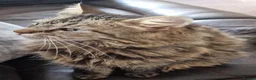Maine Coon cats for sale: Gorgeous mix Maine Coon and Siberian Cat in Aberdeen - Advert 6