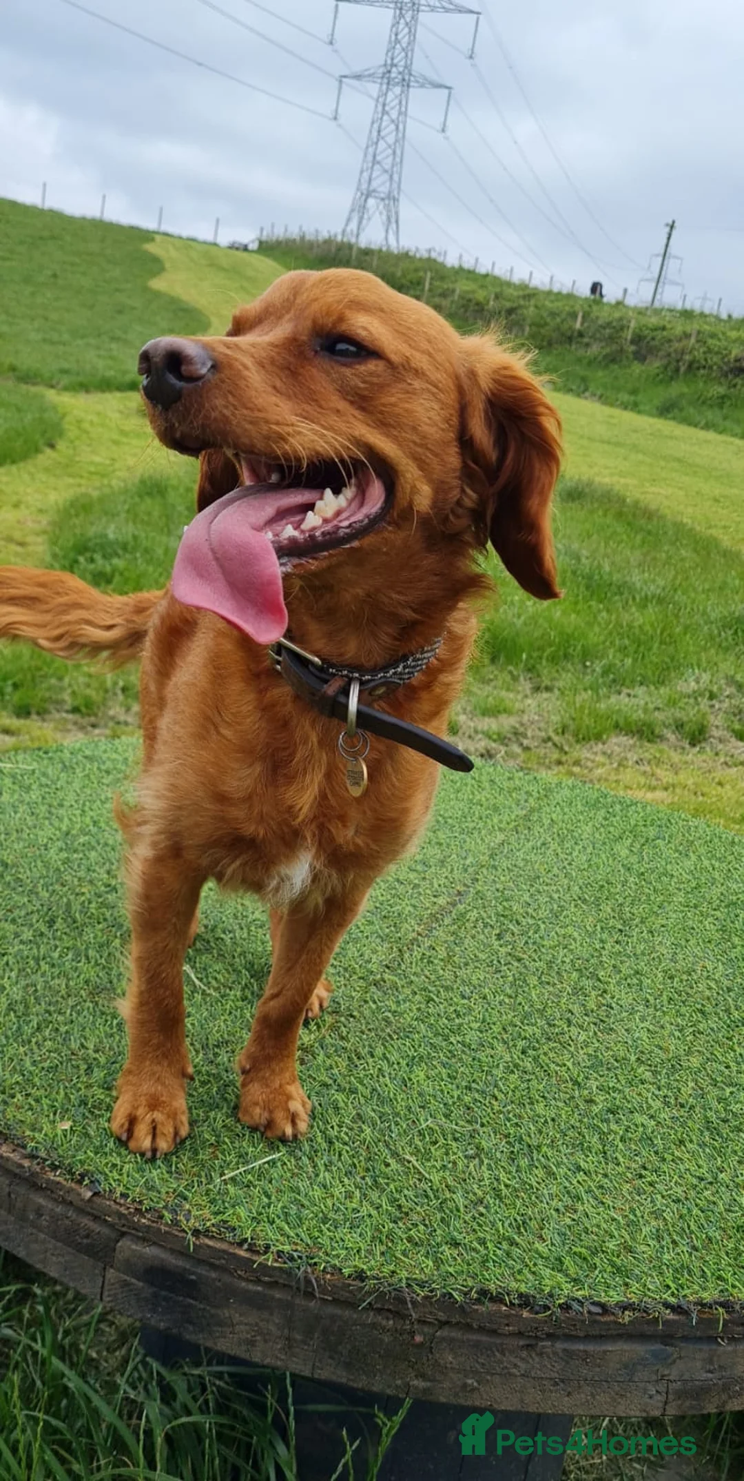 Mixed Breed dogs for sale: Loving dog needs new home - Advert 2